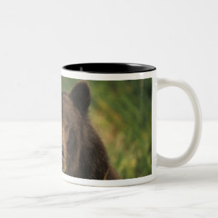 Braunbär, Ursus arctos, Grizzlybär, Ursus 9 Zweifarbige Tasse