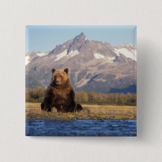 Braunbär, Ursus arctos, Grizzlybär, Ursus Button (Vorderseite)