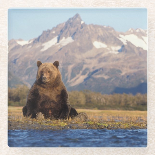 Braunbär, Ursus arctos, Grizzlybär, Ursus Glasuntersetzer (Vorderseite)