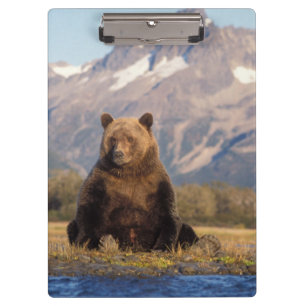 Braunbär, Ursus arctos, Grizzlybär, Ursus Klemmbrett
