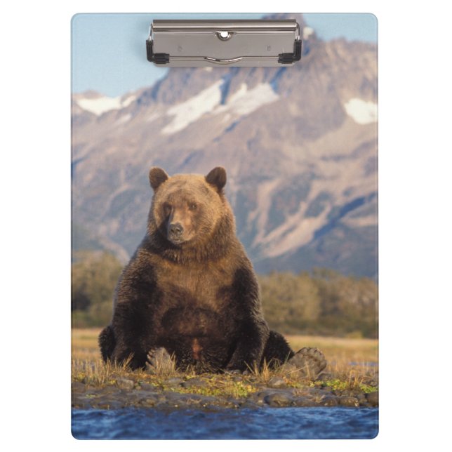 Braunbär, Ursus arctos, Grizzlybär, Ursus Klemmbrett (Vorderseite)