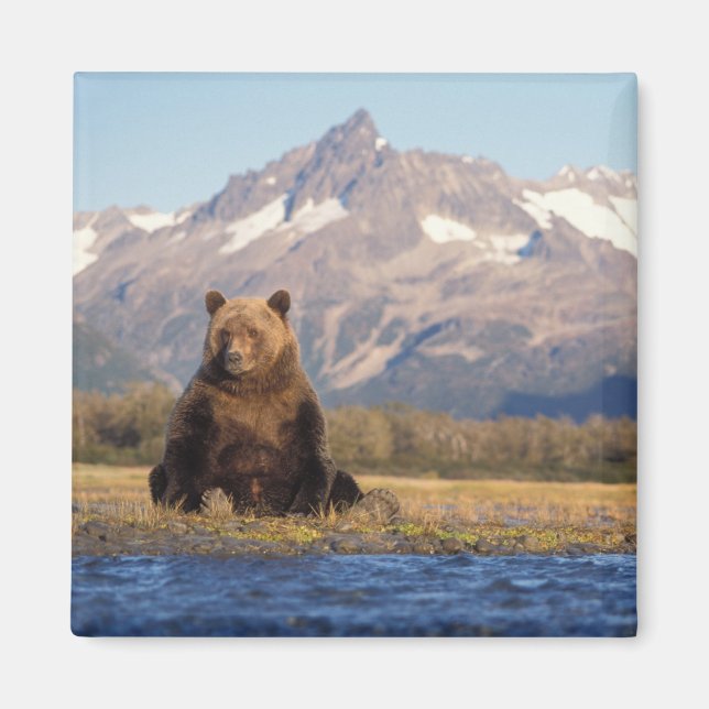 Braunbär, Ursus arctos, Grizzlybär, Ursus Magnet (Vorne)