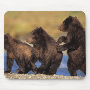 Braunbär, Ursus arctos, Grizzlybär, Ursus Mousepad