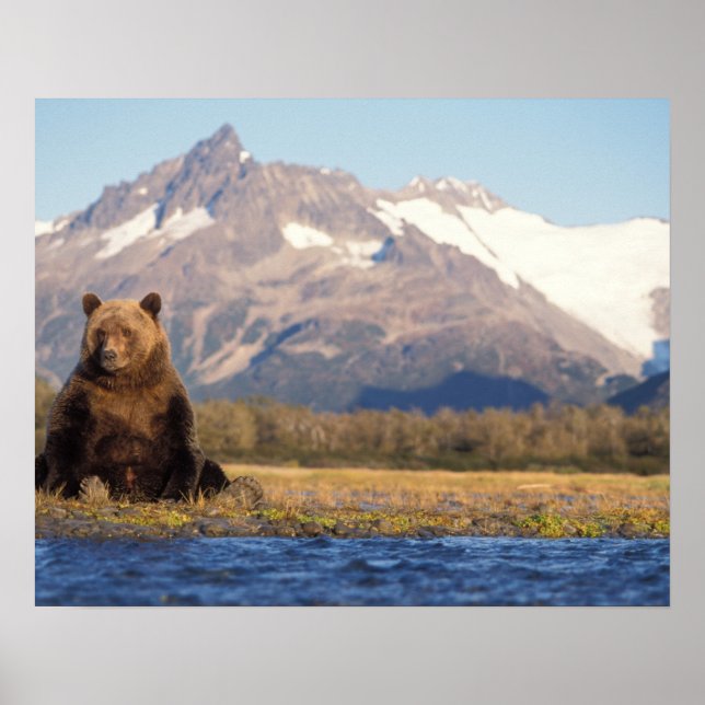 Braunbär, Ursus arctos, Grizzlybär, Ursus Poster (Vorne)