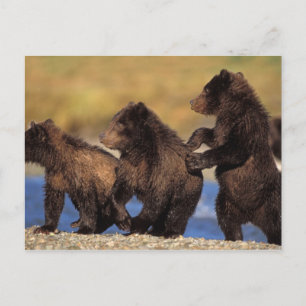 Braunbär, Ursus arctos, Grizzlybär, Ursus Postkarte