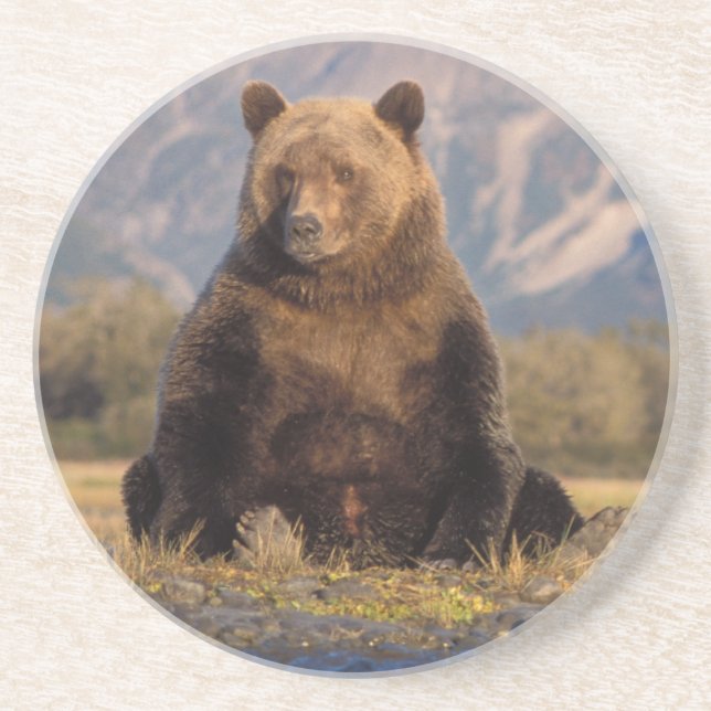 Braunbär, Ursus arctos, Grizzlybär, Ursus Sandstein Untersetzer (Vorne)