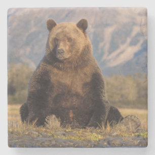 Braunbär, Ursus arctos, Grizzlybär, Ursus Steinuntersetzer