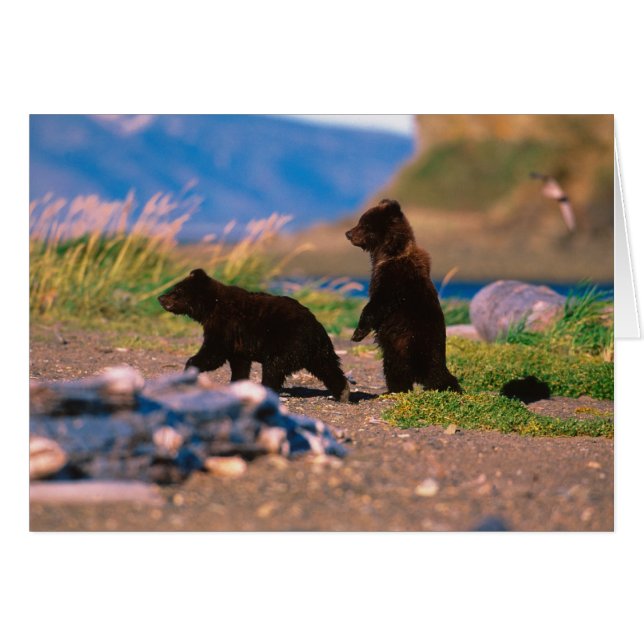 Braunbär, Ursus arctos, Halbinsel Alaska, (Vorderseite (Horizontal))