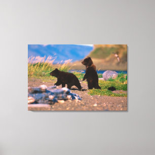 Braunbär, Ursus arctos, Halbinsel Alaska, Leinwanddruck