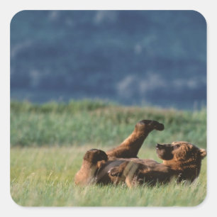 Braunbären am Spiel, Ursus arctos, Alaska Quadratischer Aufkleber