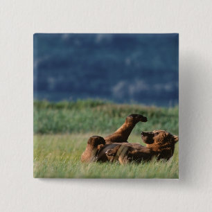 Braunbären beim Spielen, Ursus arctos, Alaska Button