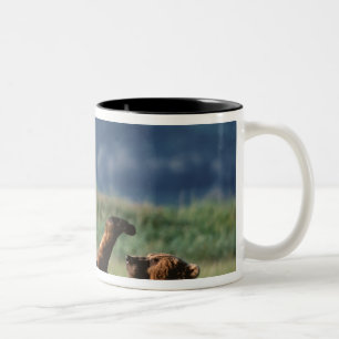 Braunbären beim Spielen, Ursus arctos, Alaska Zweifarbige Tasse