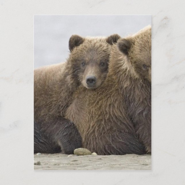 Braunbären die Natur lieben Postkarte (Vorderseite)