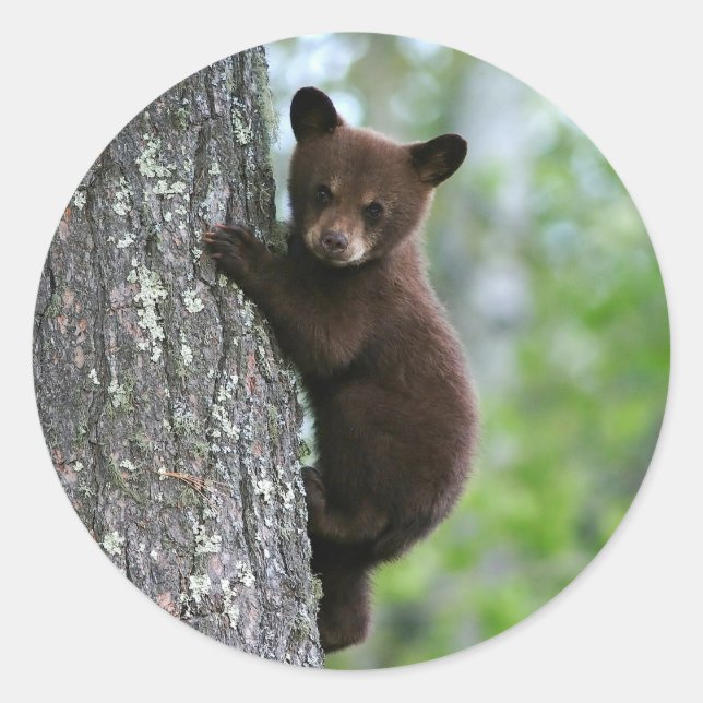 Braunbären-Foto Runder Aufkleber (Vorderseite)