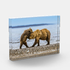 Braunbären Fotoblock