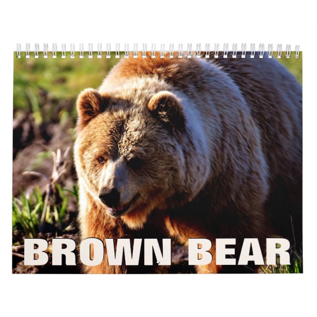 Braunbären-Wandkalender Kalender (Titelbild)