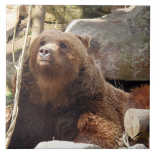 Braunbärenansicht Keramik Fliese