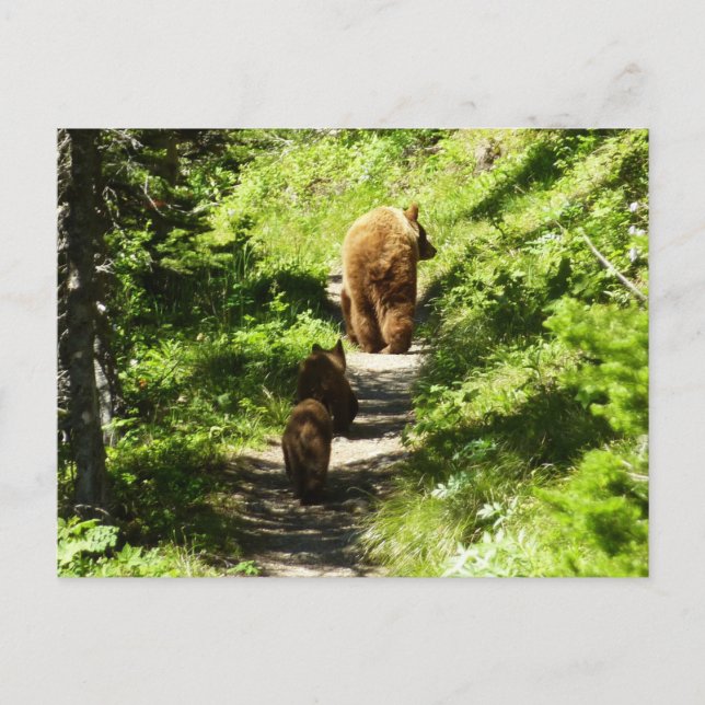 Braunbärenfamilie Postkarte (Vorderseite)