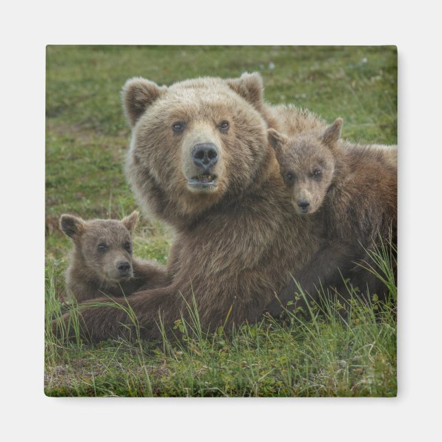 Braunbärenjunge kuscheln mit ihrer Mutter Magnet (Vorne)