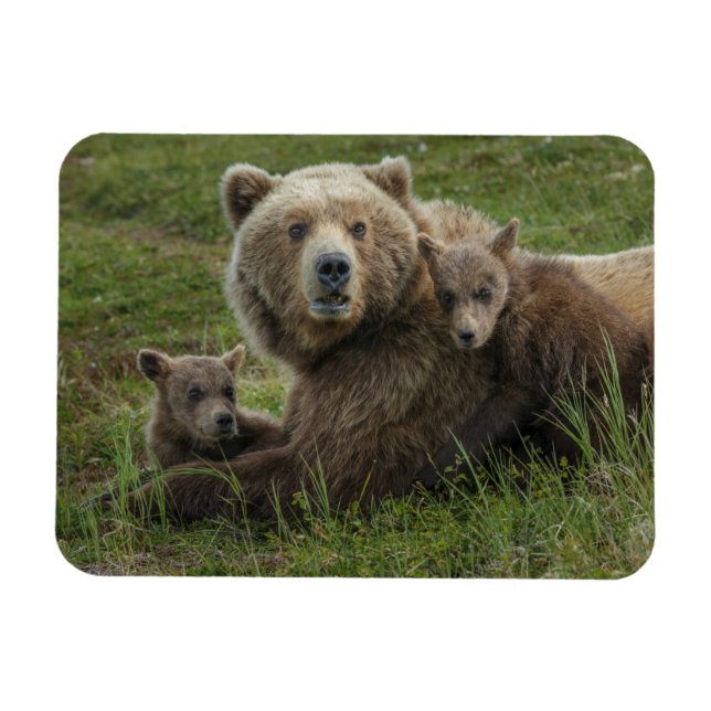 Braunbärenjunge kuscheln mit ihrer Mutter Magnet (Horizontal)
