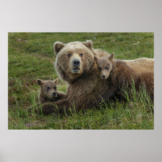 Braunbärenjunge kuscheln mit ihrer Mutter Poster (Vorne)