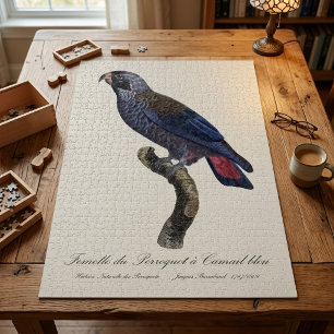 Braunbindensittich, Pionus fuscus