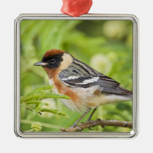 Braunbrustwaldsänger (Dendroica castanea) adult Ornament Aus Metall