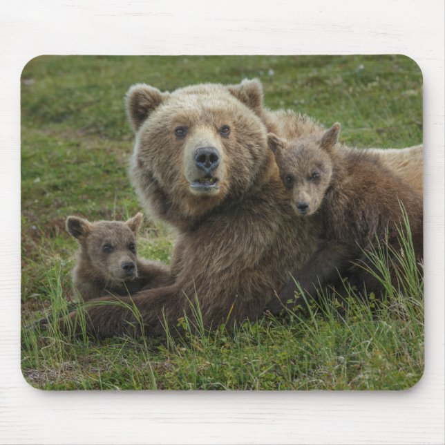Braune Bärenjunge kuscheln mit ihrer Mutter Mousepad (Vorne)