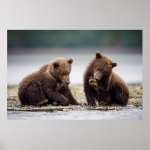 Braune Bärenjungen am Fluss Poster