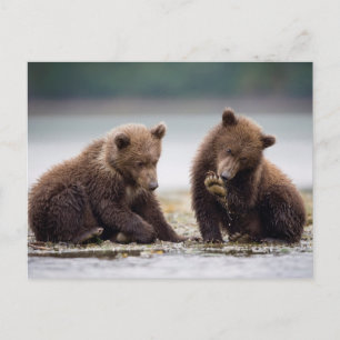 Braune Bärenjungen am Fluss Postkarte