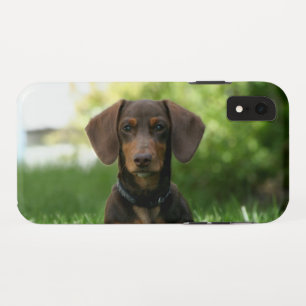 Braune Dackel Welpe Case-Mate iPhone Hülle