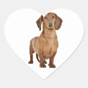 Braune Dackel Welpen Hund Liebe Herz Herz-Aufkleber