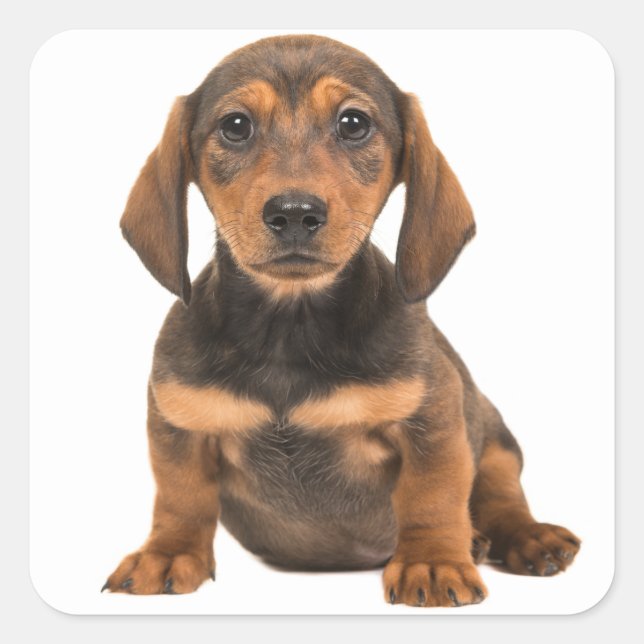Braune Dackel Welpen Hund Liebe Herz Quadratischer Aufkleber (Vorderseite)