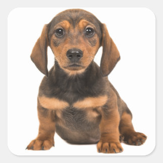Braune Dackel Welpen Hund Liebe Herz Quadratischer Aufkleber