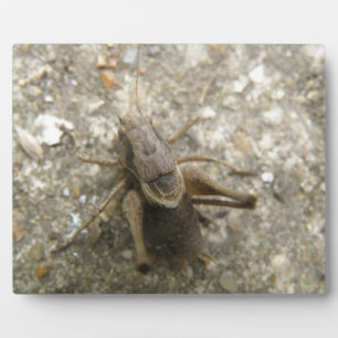 Braune Feldgitter Fotoplatte
