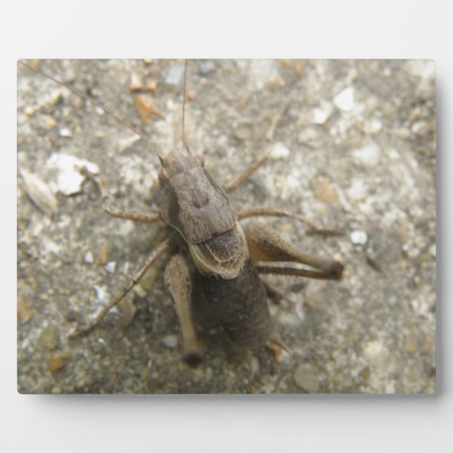 Braune Feldgitter Fotoplatte (Vorderseite)