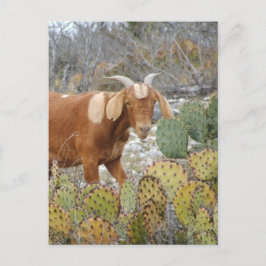 Braune gepunktete Ziege Postkarte