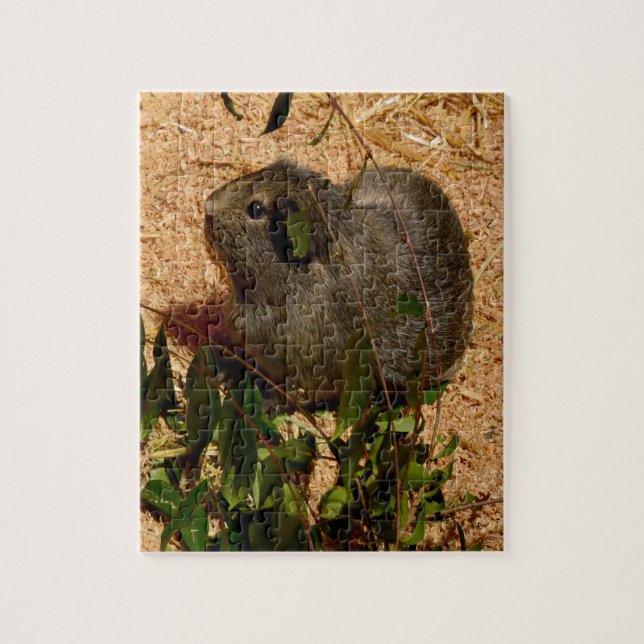 Braune Guinea Schweinchen, Jigsaw Puzzle (Vertikal)