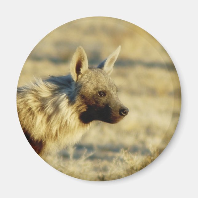 Braune Hyena-Magnete Magnet (Vorne)