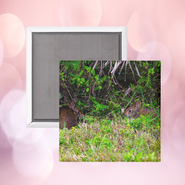 Braune Kaninchen im Gras Florida Magnet (A magnet with a photograph of two adorable brown rabbits)