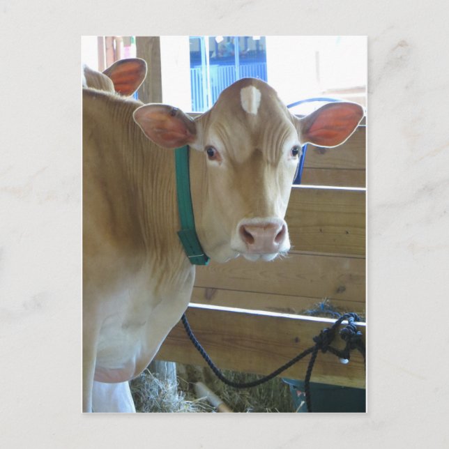 Braune Kuh Postkarte (Vorderseite)