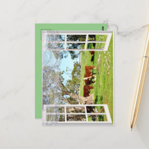 Braune Kühe in meinem Fenster, Postkarte