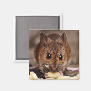 Braune Maus isst Erdnüsse Magnet