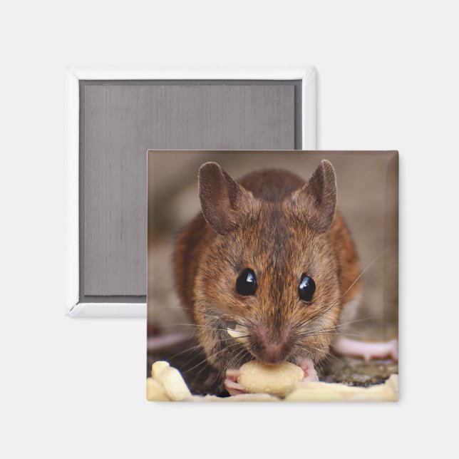Braune Maus isst Erdnüsse Magnet (Vorderseite/Rückseite)