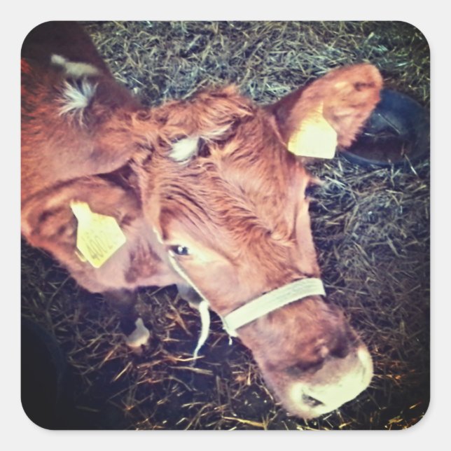 Braune Mohnkuh Quadratischer Aufkleber (Vorderseite)