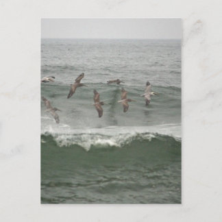 Braune Pelikane und Oregon Surf Postkarte