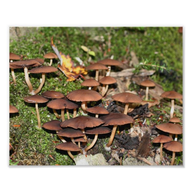 Braune Pilze Moos 10x8 Natur Fotodruck (Vorne)