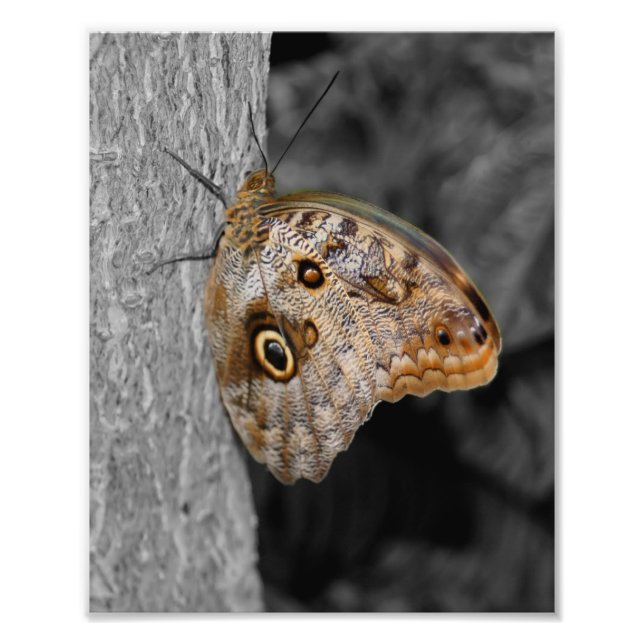 Braune Schmetterlingsfarbe 8x10 Fotodruck (Vorne)