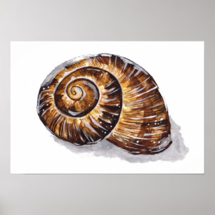 Braune Schneckenschale Poster