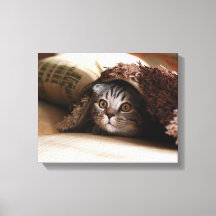 Braune Schottische Katzenfalte in brauner Decke
